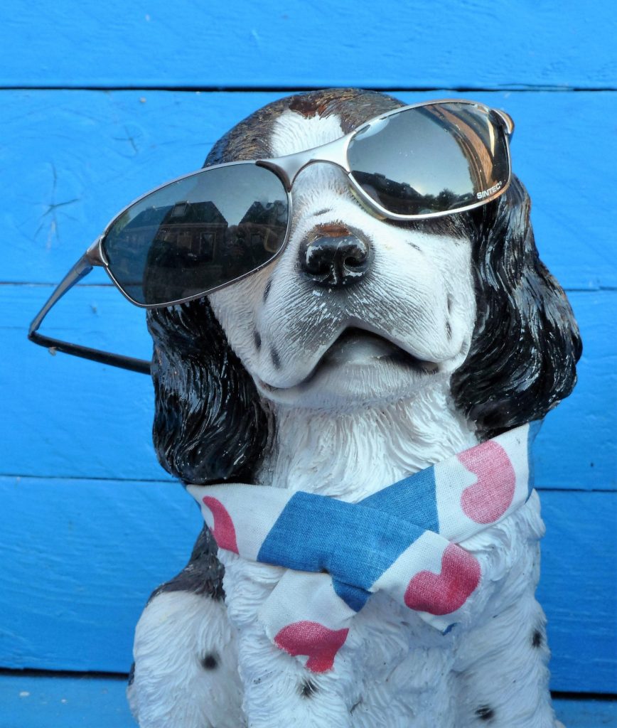 photo drole chien avec des lunettes